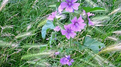 mauve