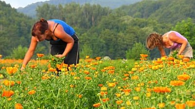 agriculture bio-dynamique