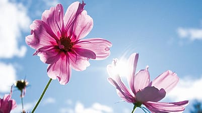 Des fleurs