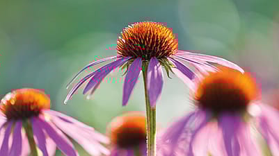 échinacés