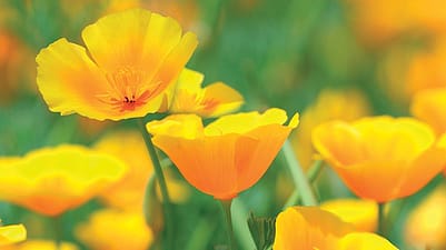 Pavot jaune de Californie