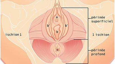 schéma appareil génital féminin