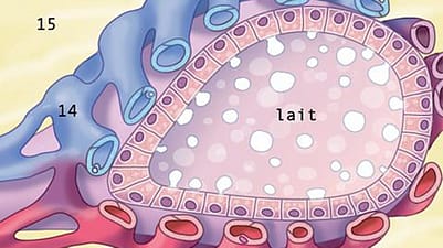 illustration de l'intérieur du sein pendant l'allaitement
