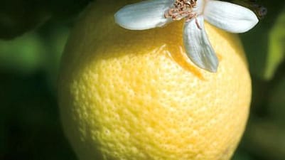 citron et fleur