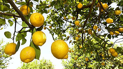 citron