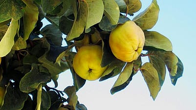 coings