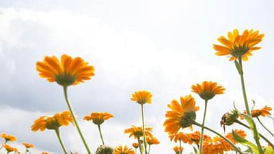 champ de calendula