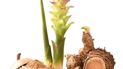 curcuma