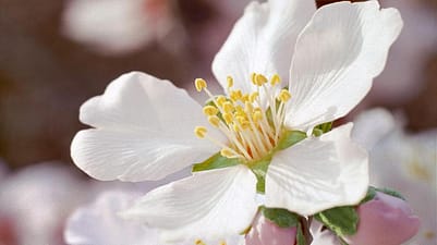 bloem