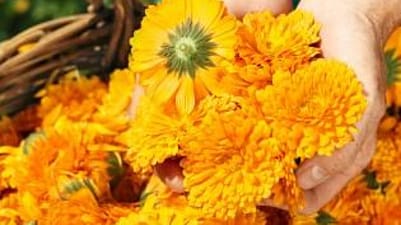 Calendula