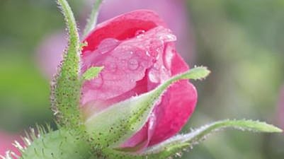 wild rose bud