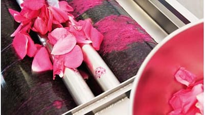 wild rose petals in production