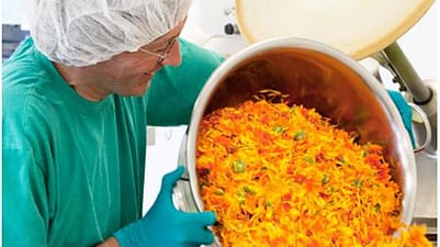 bowl calendula flowers being powered by chemist
