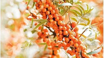 sea buckthorn