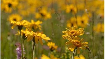 arnica field