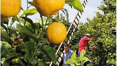 man farming lemons
