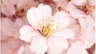 closeup of a pink flower