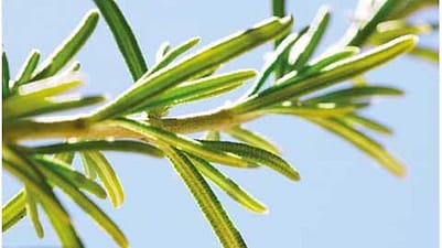 closeup of a rosemary sprig