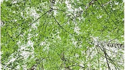 under view of a birch tree