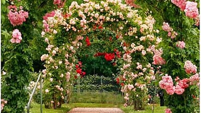 wild rose arches over walkway