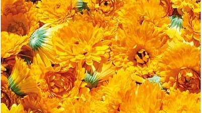 picked calendula flowers in a pile