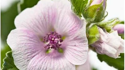 white mallow flower closeup