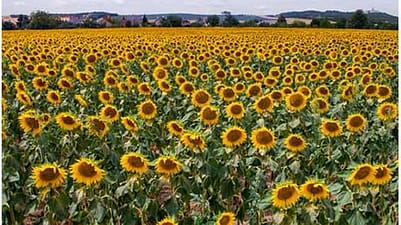 sunflower field