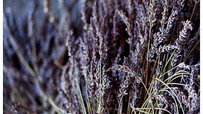 dried sprigs of lavender
