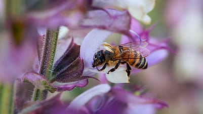 bee on a blossom