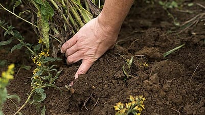 hands in soil