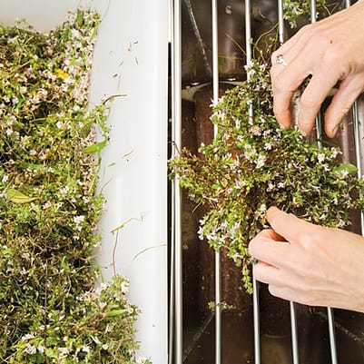 mani che inseriscono delle piante in un trita piante