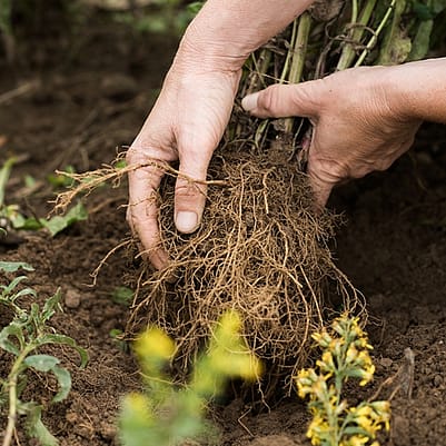 Zwei Haende halten die Wurzel einer Pflanze mit Erde
