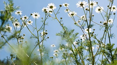 Składniki w 100% naturalnego pochodzenia