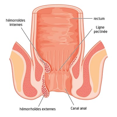 Coupe médicale transversale de l'anus