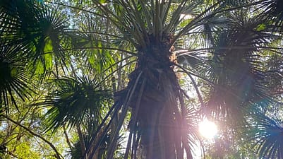 palm trees