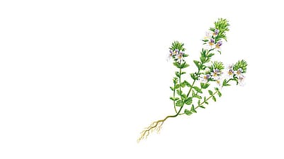 euphrasia_illustration