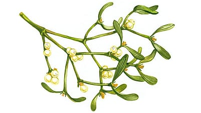 Misletoe diagram.