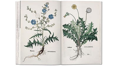 Illustration aus einem alten Heilpflanzenbuch