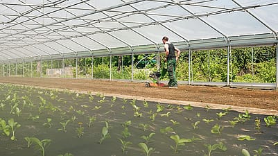 Ein Gaertner arbeitet in einem Gewaechshaus