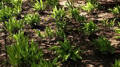 Kleine Pflanzen spriessen aus der Erde