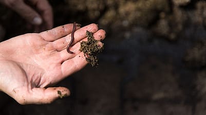 Hand mit Erde und Regenwurm
