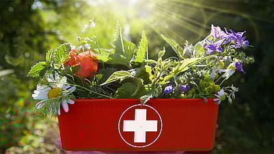 Plantes médicinales dans un récipient à médicaments