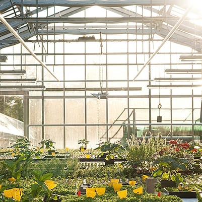 invernadero con plantas en su interior