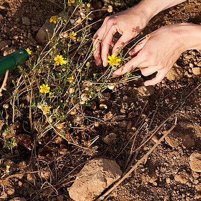 manos cultivando en la tierra