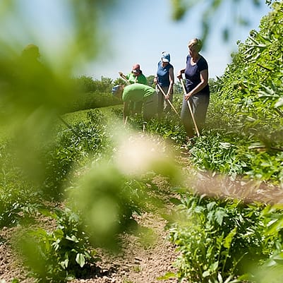 personas trabajando en el campo