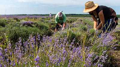 image-lavender-harvest.jpg