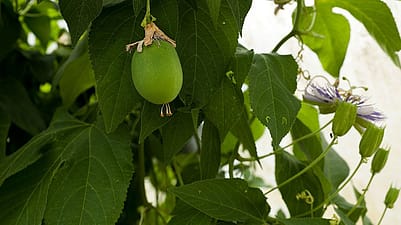 Passionsblume Pflanze