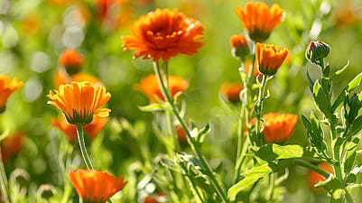 Calendula