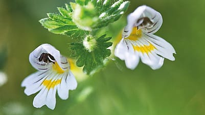 Euphrasia Blüten