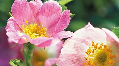 Rosenblätter